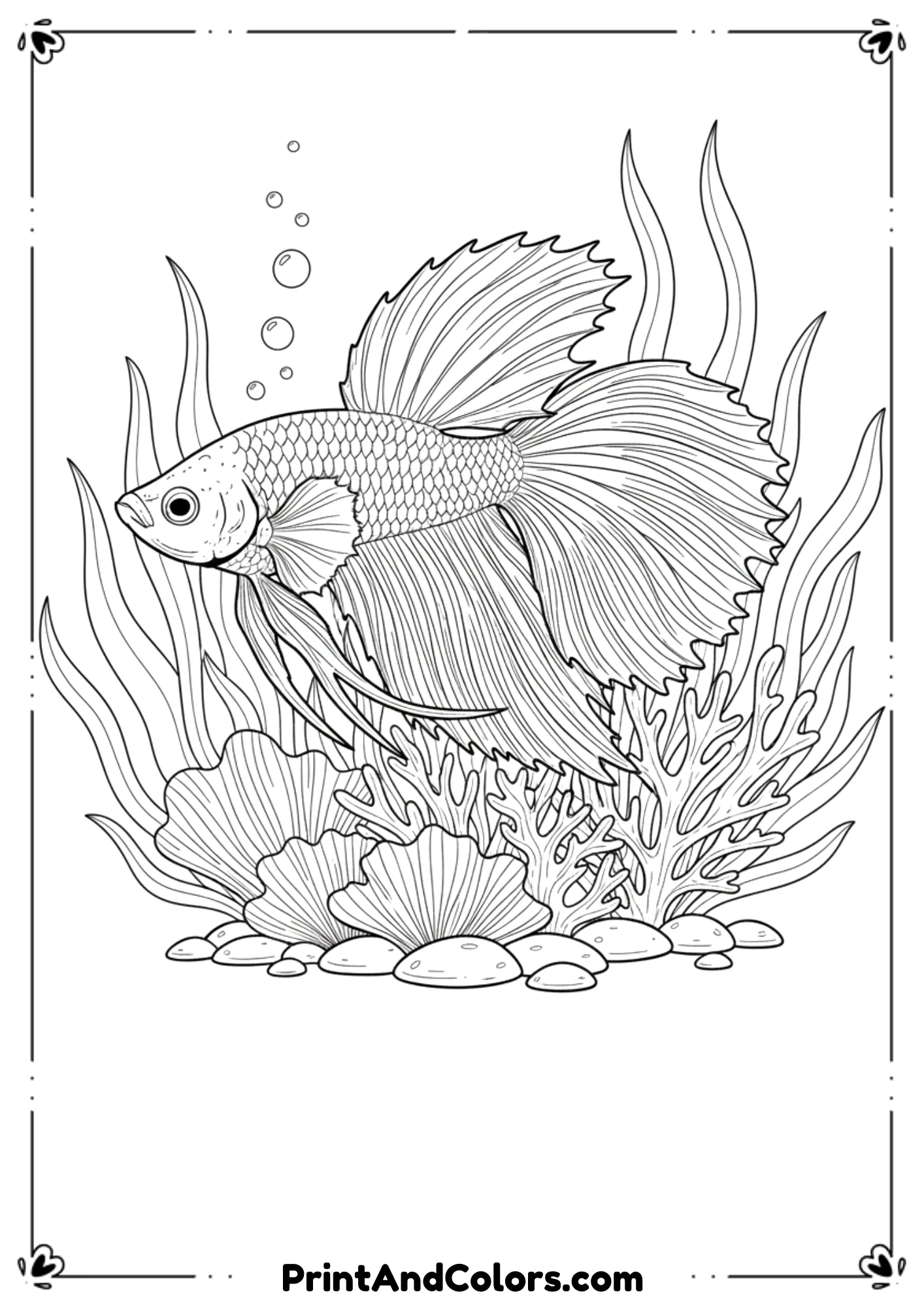 Elegant betta fish (beta) with flowing fins, delicate tail, and underwater plants. Smooth, high-detail black line-art.